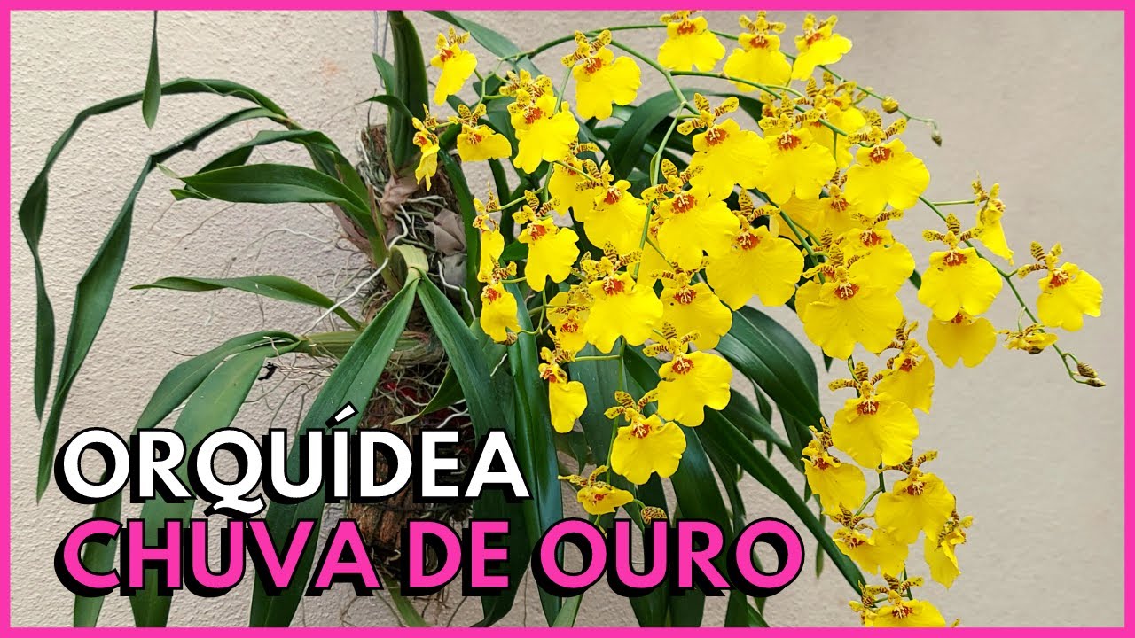 CULTIVE A ORQUÍDEA CHUVA DE OURO ASSIM E TENHA FLORES O ANO INTEIRO -  thptnganamst.edu.vn