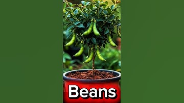 easy and fast techniques for propagating and growing beans trees #garden #fruits #nature