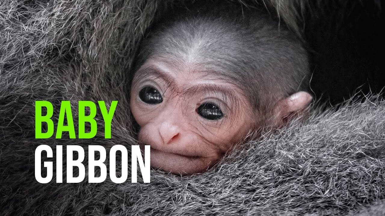 Endangered Baby Gibbon Born At Prague Zoo