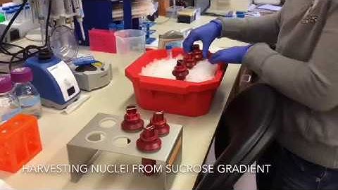 Details of How Nuclei Are Harvested upon Sucrose Gradient Ultracentrifugation