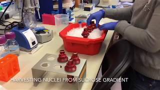 Details of How Nuclei Are Harvested upon Sucrose Gradient Ultracentrifugation