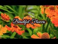 Beautiful flowers - relaxing music for relaxation @soulofrelaxing