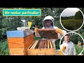 PROJET RUCHE DANS LE MARAIS DE SAONE - Découverte d’un nouveau rucher qu’on m’a confié