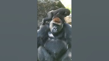 Baby Gorilla Annoying His Father 🐵 #shorts