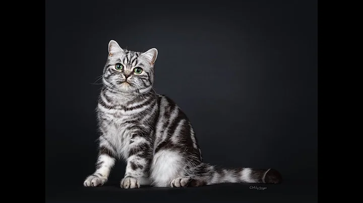 Video 2683171: british shorthair silver tabby, british shorthair cattery, cute british shorthair