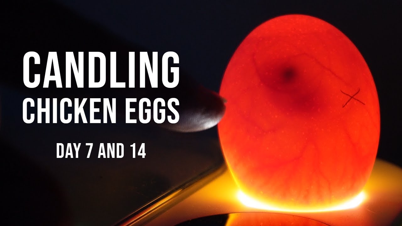 Day 7 & 14 Candling Secrets Must Know Development Signs