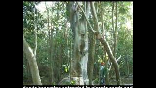 Pisonia - Bird Eating Trees.mp4