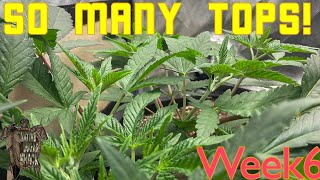 Growing Photoperiod Cannabis in a closet with Gaia green & Blumats! Week 6!