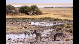 Truenaturephoto_Etosha national park, Namibia