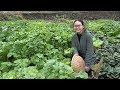 小莉家农田里种了20多种菜，你认识几种？