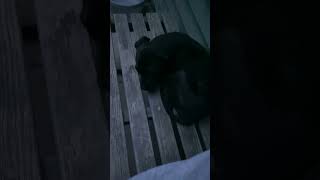 Nala Sulking With Me Because I Told Her Off 😂