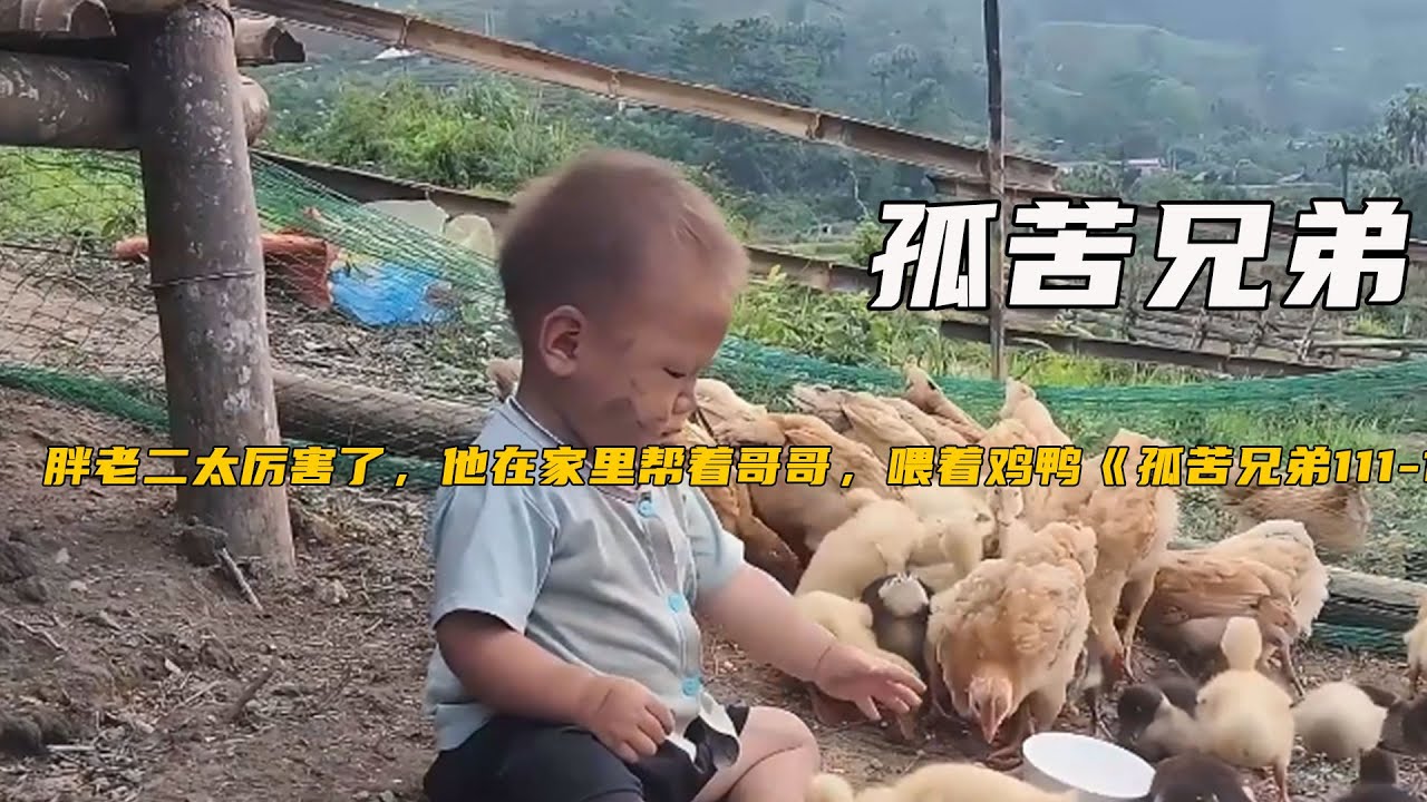 胖老二太厲害了，他在家裏幫著哥哥，喂著雞鴨《孤苦兄弟111-115》