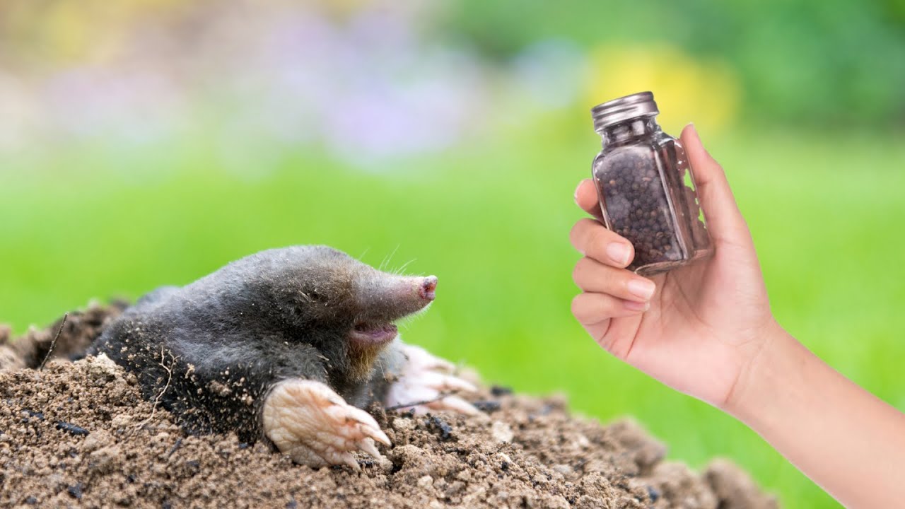 OVO sam stavio u vrt i zauvijek se riješio krtica!