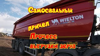 Самосвальный прицеп WIELTON. Процесс выгрузки зерна и работа с пологом, некоторые тонкости.