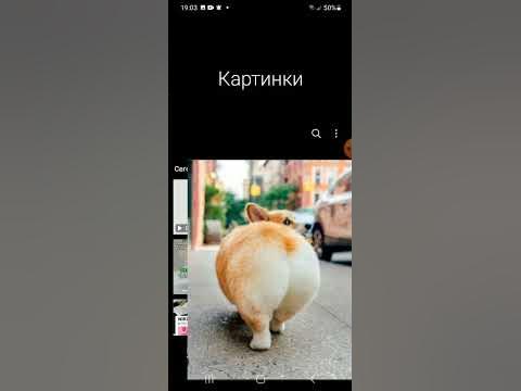 как вам попка корги😋 кто подпишится и поставит лайк тот любит корги😋😋😋😋 ...