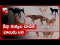 Telangana: Stray dogs kill eight-year-old boy in Kazipet
