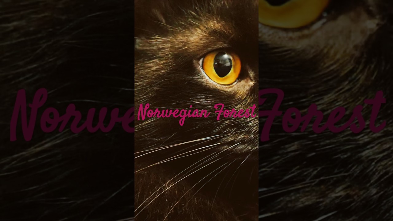 Norwegian Forest Cats: Viking Legends with Hearts of Gold 
