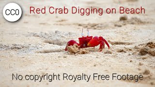 Red Crab | Free Stock Video Footage | No copyright Royalty Free (CC0)