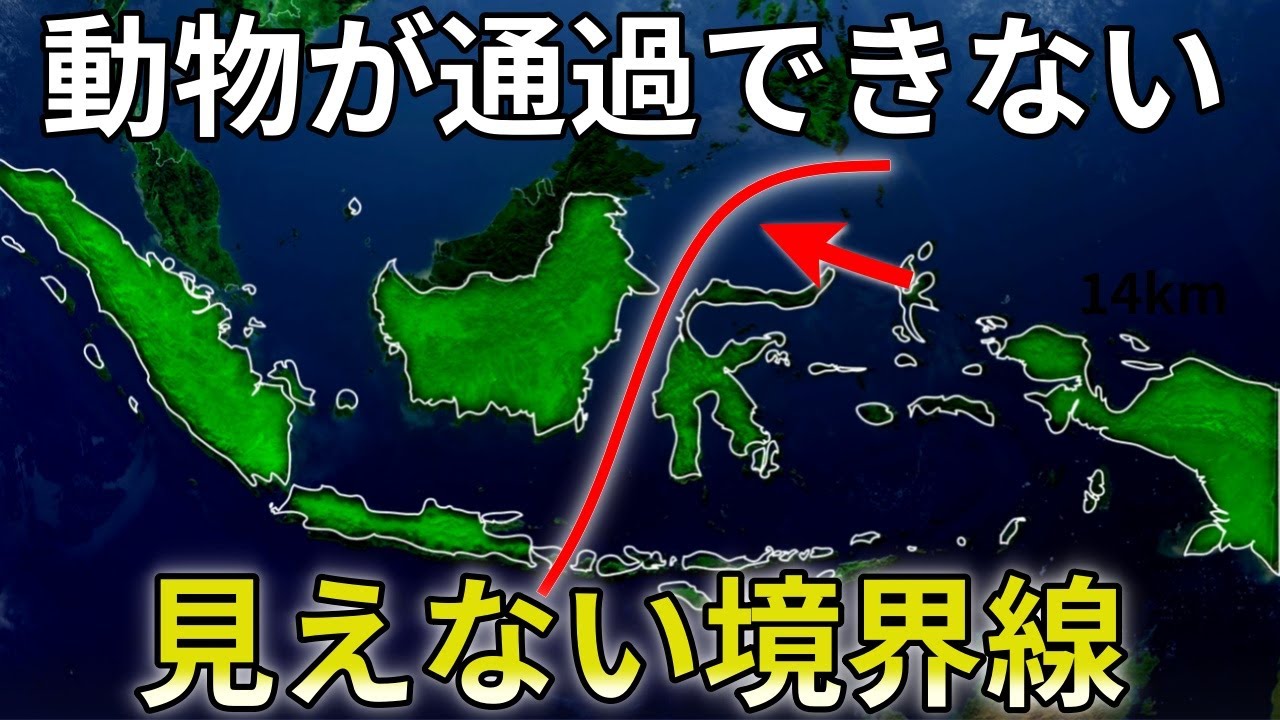 世界を分断する見えない壁、ウォレス線とは?日本にも存在する?【ゆっくり解説】 YouTube