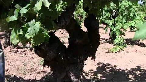 Ed Scherrer: Old Vine