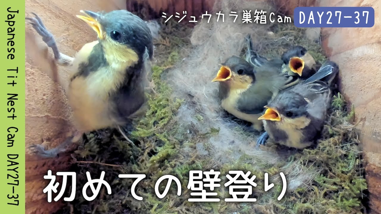 音だけの世界から、光の世界へ。急成長する４羽と初めての壁登り | シジュウカラ巣箱Cam DAY27-37