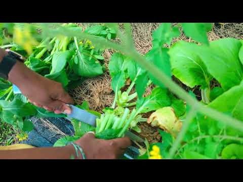 First Callaloo and Bok choy harvest for Fall