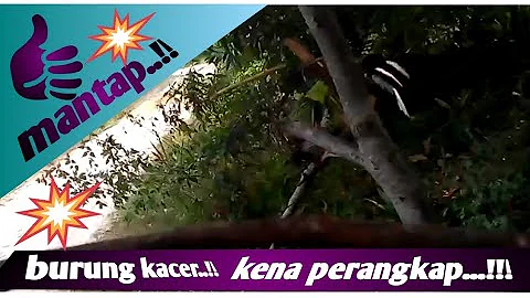 Burung kacer kena prangkap di atas pohon#mantap