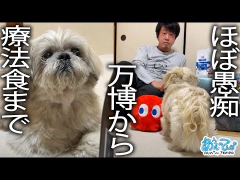 ほぼ愚痴】犬と大阪万博から療法食までゆっくり雑談【金曜20時