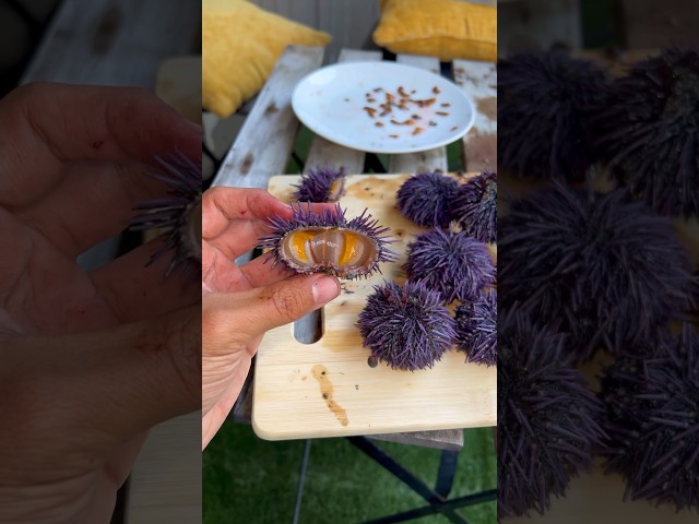 Sea Urchin Catch And Cook class=