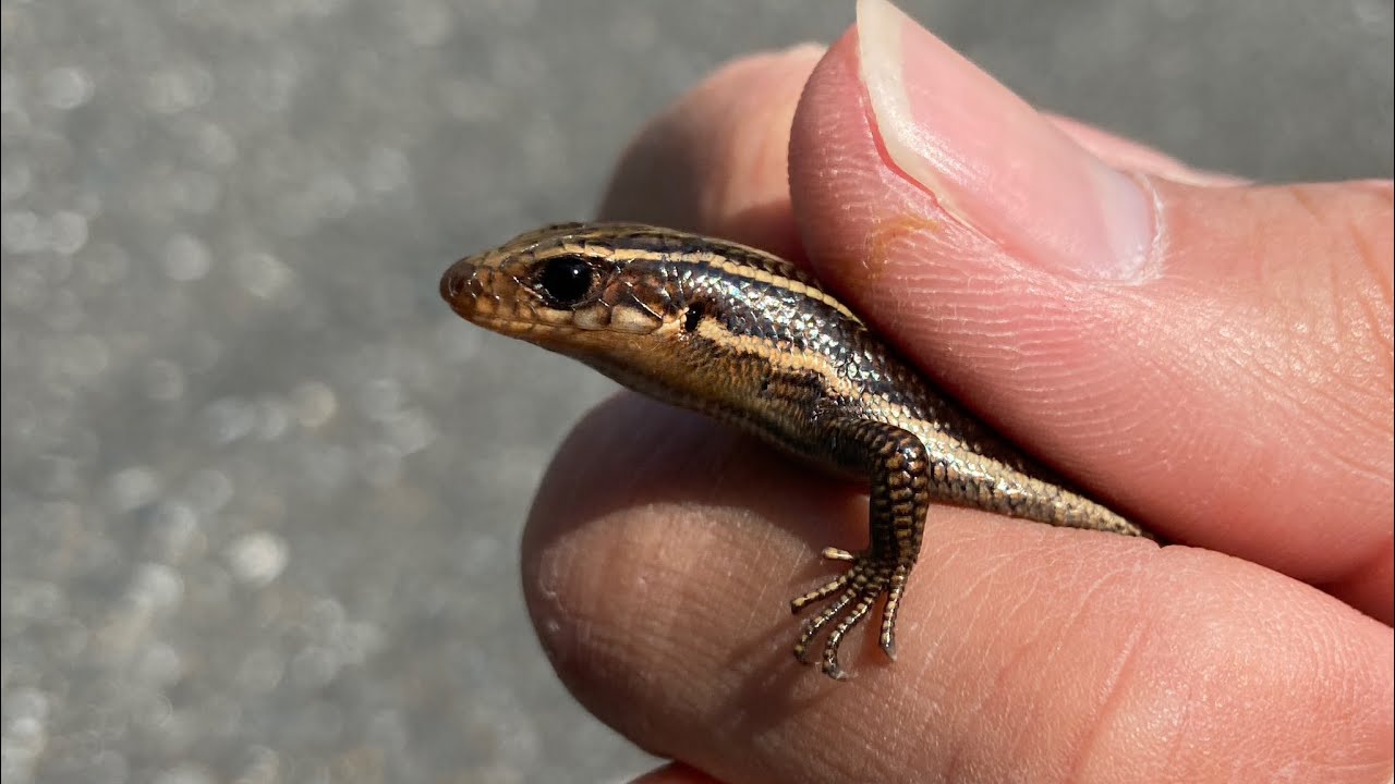 Easy for anyone!? My attempt at catching a lizard for the first