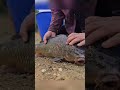One Woman, One Net, Giant Fish! Incredible Traditional Fishing