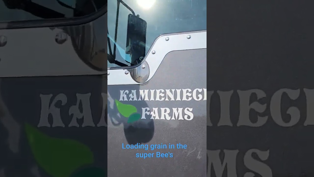 🌟Loading grain in the Super B's, Kenworth, Farming, Northern Alberta Canada!!