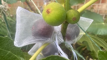 Breba vs Main Crop Figs