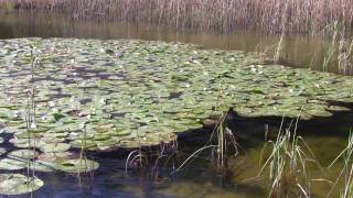 Schwansee im Oktober 2009