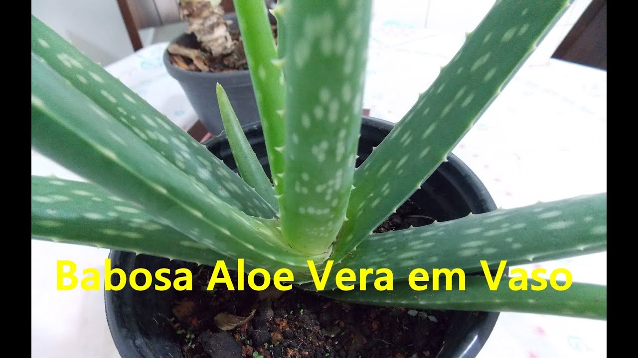 Babosa Aloe Vera Como Cultivar Em Vaso 02 Desenvolvimento Youtube