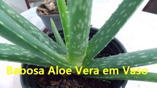 Babosa, Aloe Vera como Cultivar em Vaso 02, Desenvolvimento - thptnganamst.edu.vn