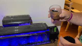 Fish feeder