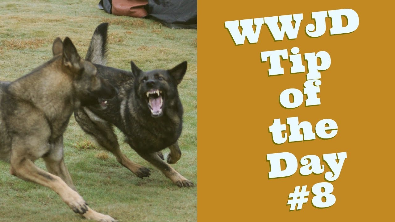 dog training at home tampa What Would Jeff Do? Dog Training Tip of the Day #8