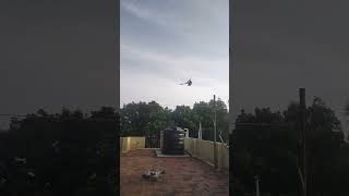 Highflyer racing pigeon 🕊️#pigeon #pura #shorts #tamil #pets #birds #viral #trending #புறா_வளர்ப்பு