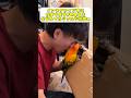 まさにインコあるある🦜www #セキセイインコ #インコ #暮らし #暮らしチャンネル #birds #コガネメキシコインコ