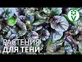 ТЕНЬ ИМ НИ ПО ЧЕМ! 125 растений для тенистого сада