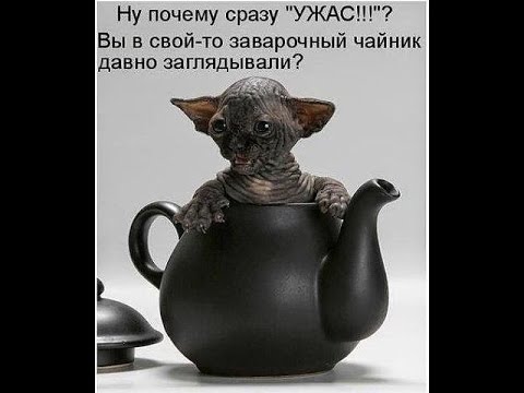 СФИНКСЫ - это АДСКИЕ КОШКИ и по-ЧЕРТОВСКИ смешные / Hellcat - sfinsky and  it is damn funny - YouTube