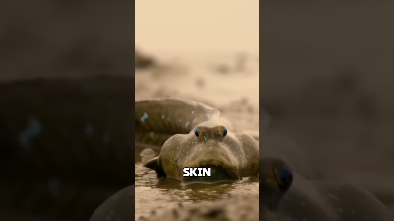 The Fish That Climbs Trees 