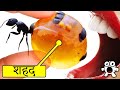 सवादिष्ट कीड़े जिन्हें हम भविष्य में खाएंगे | Tastiest Insects We’ll Be Eating In The Future