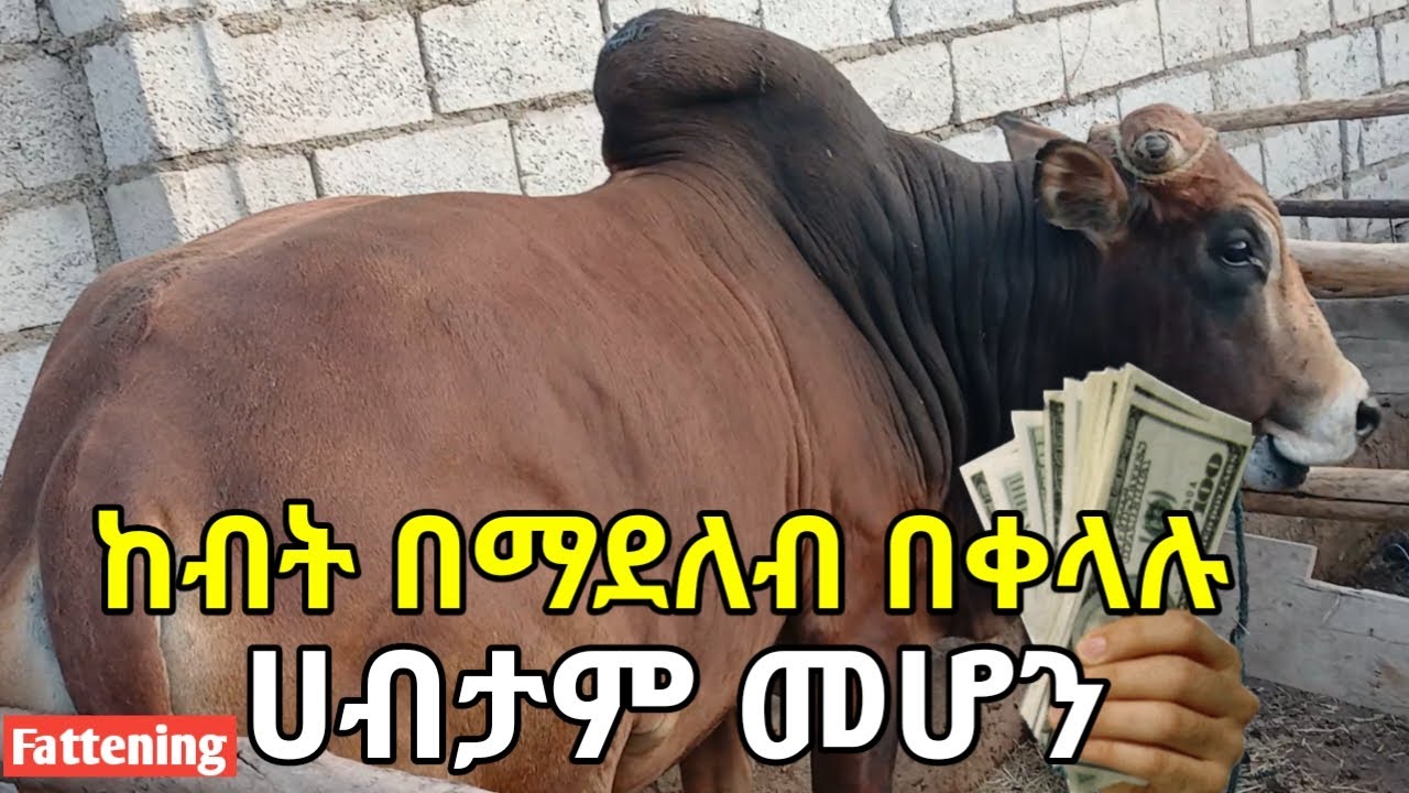 ከብት በማድለብ በቀላሉ እንዴት ሀብታም እንሆናለን? በአጭር ጊዜ ሚሊየነር የሚያደርግ ቢዚነስ መሆኑን ተረዳሁ! የአሠራር ስልቶቹን መጠቀም በጣም ያዋጣል!