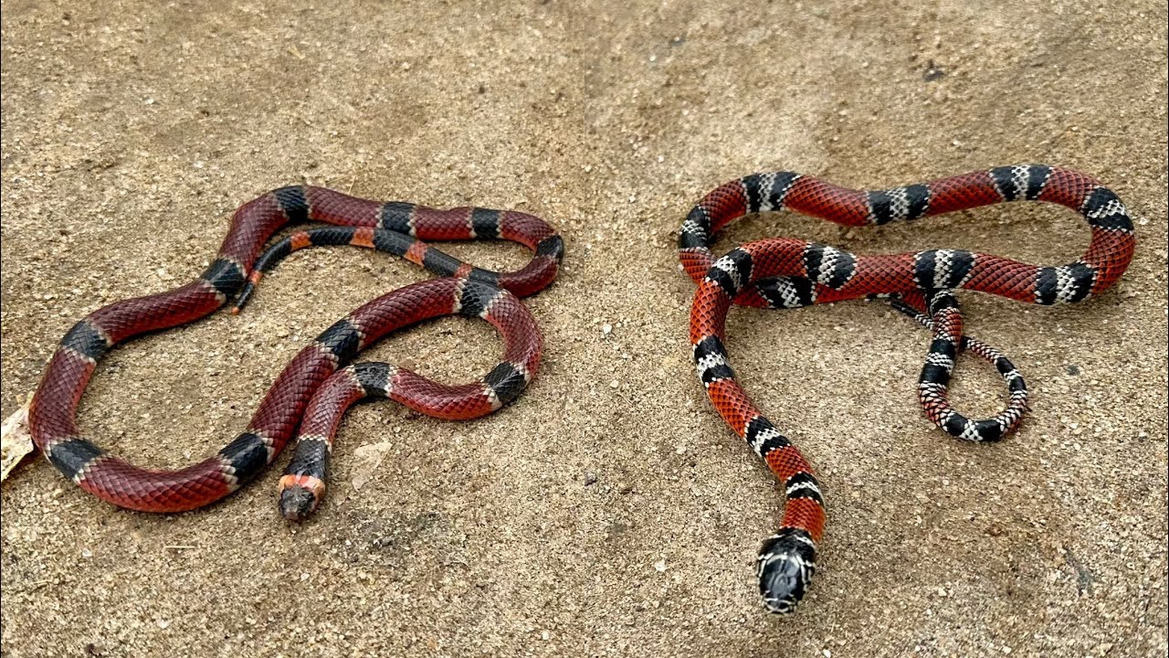 Coral verdadera VS Falsa coral! Cuales son las diferencias?