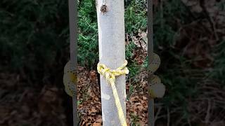 Golden Friction! 🟡🌲 The double-lock logic every hiker needs to master.