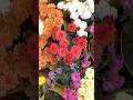 Different  types of flowers #motivation  #narishakti #short #ytshort