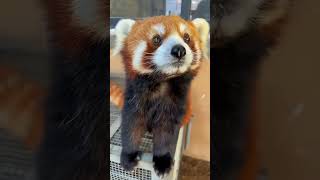 💕可爱的小熊猫出没！Red Panda #Animal 【跟着图尔去旅行】