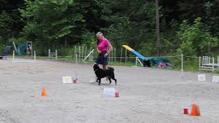 Rufus - AKC Rally Virtual Novice course 4 (RNV4)
